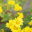 들국화 Daum카페