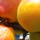 버드네농장2 이미지