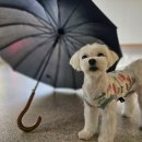 케어독 하우스 이미지