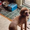 부흥상회 이미지