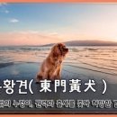 교훈글-동문황견(東門黃犬) 이미지