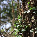 저지오름 이미지