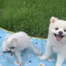 댕댕까까 이미지