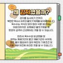 감자혁명