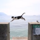 냥글냥글 이미지