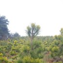 황금소나무농원 이미지