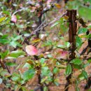 일락농원 이미지