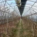 새순1농장 이미지