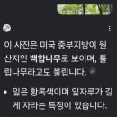 260529 '소박'한 '자연미'의 감나무 - 감 씨앗 심으면 고욤나무 나온다?