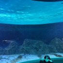 대전아쿠아리움 이미지