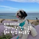 한섬해안길 | [동해] 동해시 한섬해수욕장 강아지 산책 코스 추천 | 동해시 강아지 동반 가능 바다 | 강원도 동해 가...