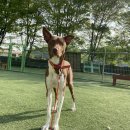 망고 애견 이미지