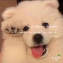 이합화타적백묘사존 1권 후기 (부제: 본좌는 두쫀쿠를 먹었다.)