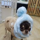 복이애견샵 이미지