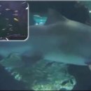 제주 한화아쿠아플라넷과 대전Aquarium(교육용) 이미지