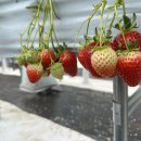 딸기나라 | 남양주 딸기 체험 추천, 팔당유기농딸기나라 체험농장 다녀옴 (아이랑 꼭 가세요)