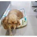 닥터팬더 동물병원 이미지