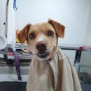 심쿵하개 이미지