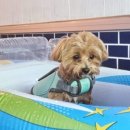 가평애견카페 리버뷰펜션 이미지