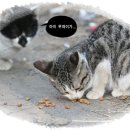 배부른고양이 이미지