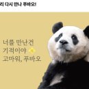 푸바오가 쏩니다? 이미지