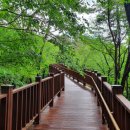 치유의숲 이미지