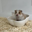 햄토리 군단 이미지