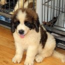 가정견1회분양 이미지