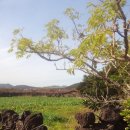 서성일로 이미지