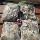 태안호스릴-85 | [조행기] '25년 쭈꾸미 낚시 출조 후기 (9월 6일, 신진도 퀸블레스호)