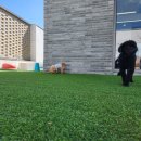 소소하개 이미지