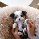 부산강아지분양 테디럽 명지본점 | 부산미니비숑분양 마음 먹었다면 테디럽으로