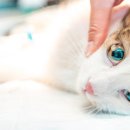 이즈 동물병원 이미지