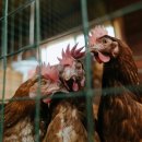 (주)정수사료 이미지