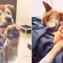 장형농장 이미지