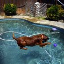 오늘도 댕댕 이미지