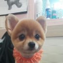 루비펫살롱 이미지