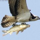 하늘을 날다 이미지