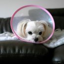 나인동물의료센터 이미지