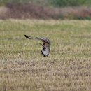 서산의 말똥가리(Eastern Buzzard) 이미지