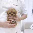 주니독 푸들말티즈말티푸 시흥강아지분양 네이버블로그
