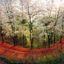 대덕신발 이미지