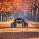 메타세쿼이아랜드 이미지