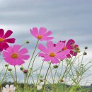 아름다움 이미지