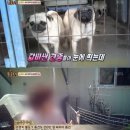 동물농장 이미지