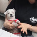삼멍삼냥
