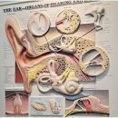 스타키보청기성남분당난청센터 | 노인보청기 지원 막힘없이 따르실 순서