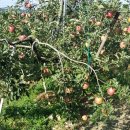 예인농장 이미지