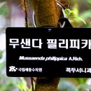 필리필리