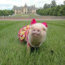 예쁜돼지 이미지